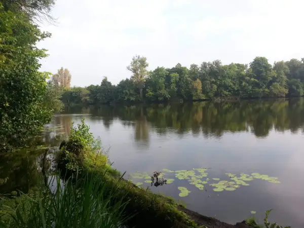 Spokojne jezioro Rokola otoczone bujną zielenią drzew. Na wodzie unoszą się lilie wodne, a w oddali widać zalesiony brzeg.