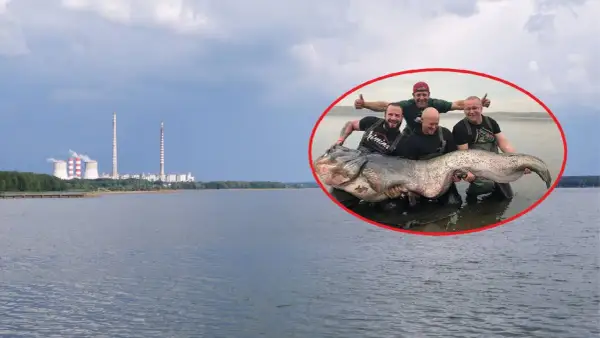 Wędkarze z dumą prezentują gigantycznego suma złowionego w okolicach elektrowni Poraj.