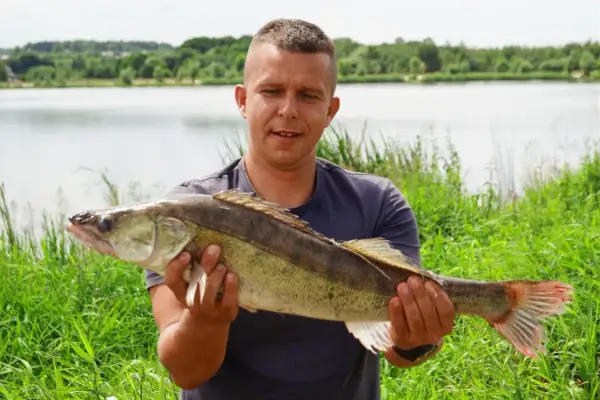 Szczęśliwy wędkarz prezentuje okazałego sandacza złowionego nad zalewem Brody.