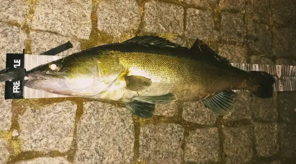 Duży sandacz leży na macie z miarką. Idealna wędka na sandacza to taka, która pozwoliła na złowienie tego okazu.